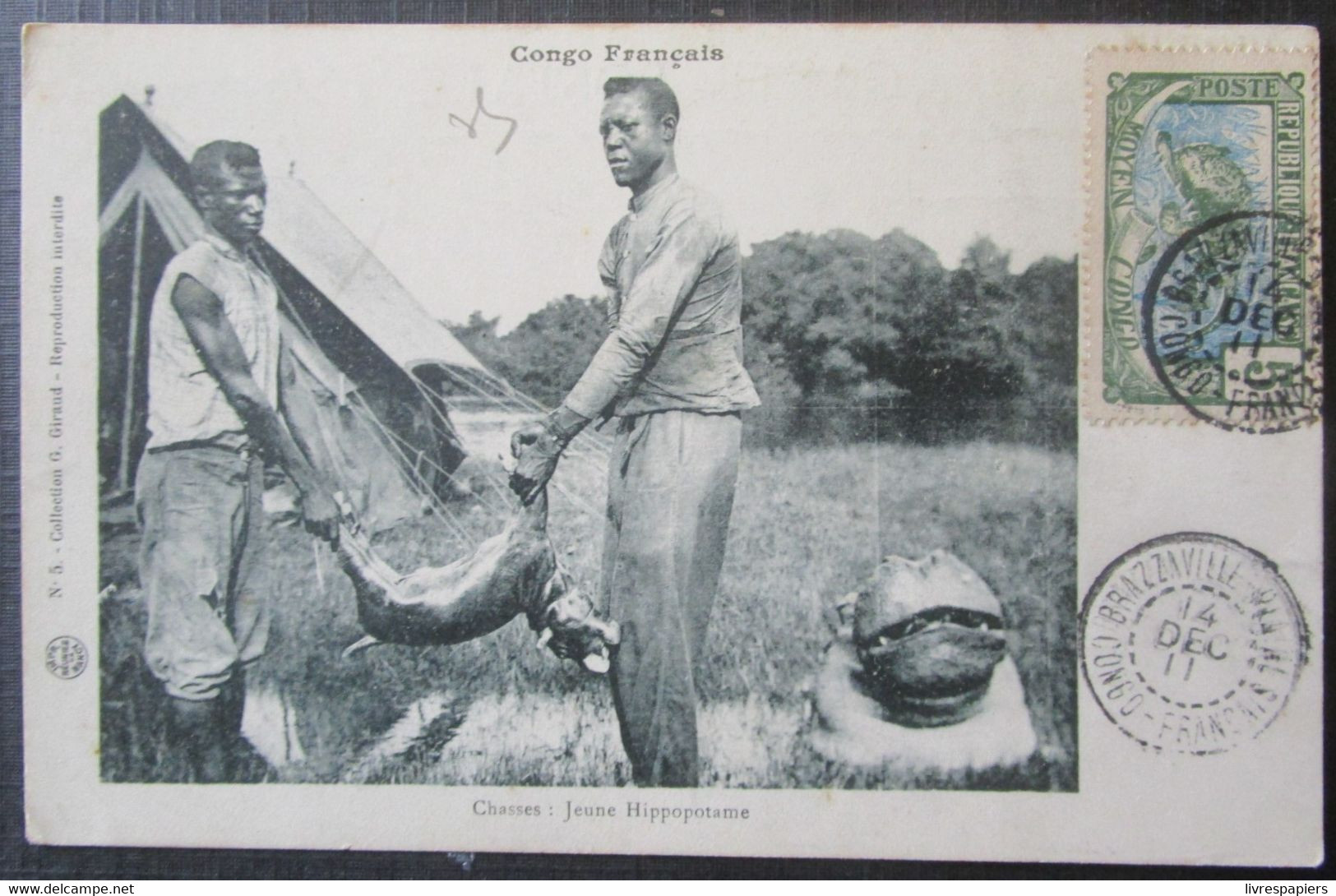 Congo Chasses Jeune Hippopotame    Cpa Timbrée Congo Français 1911 - Französisch-Kongo