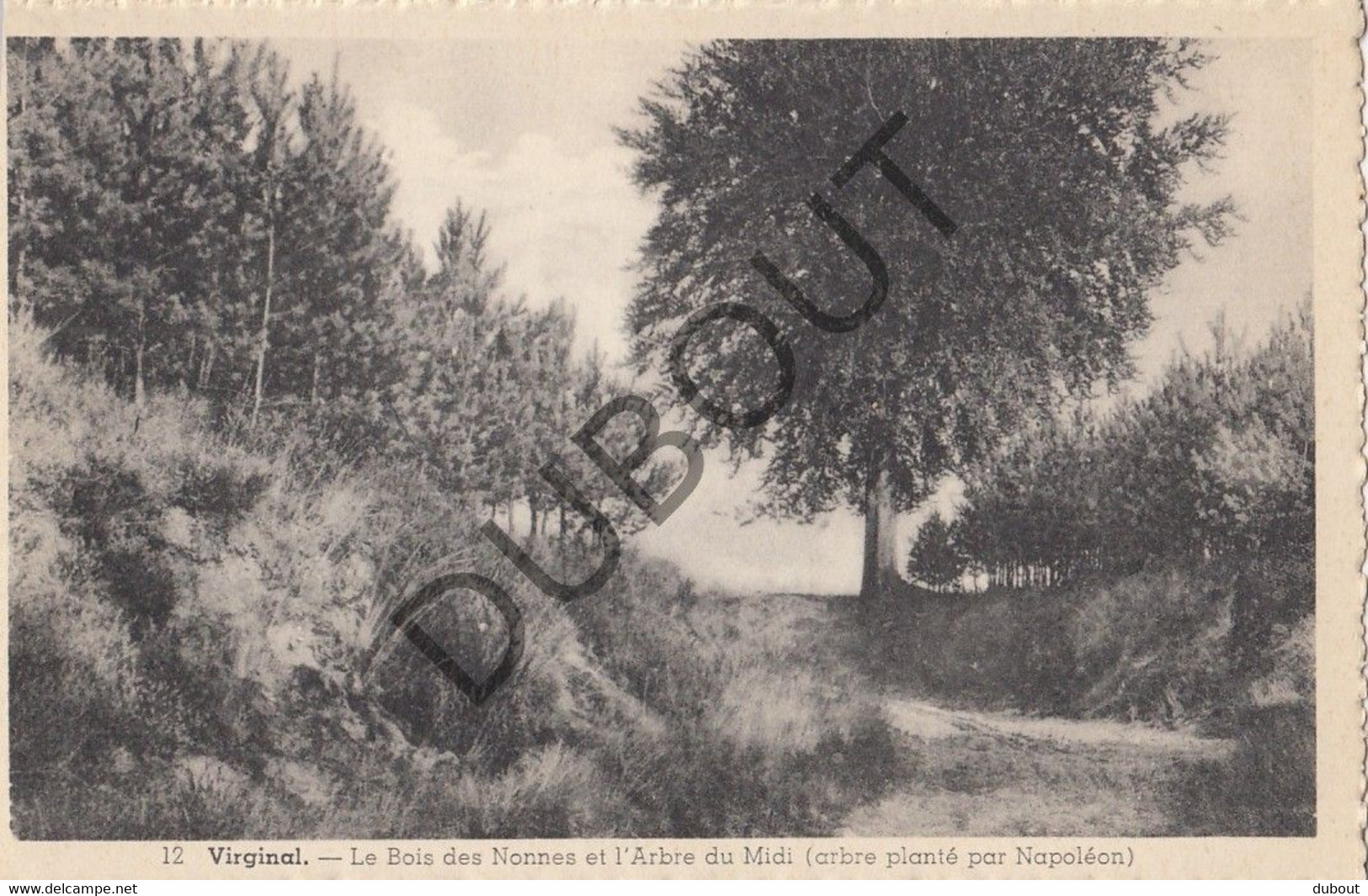 VIRGINAL  - Postkaart-Carte Postale - Le Bois Des Nonnes (C794) - Ittre