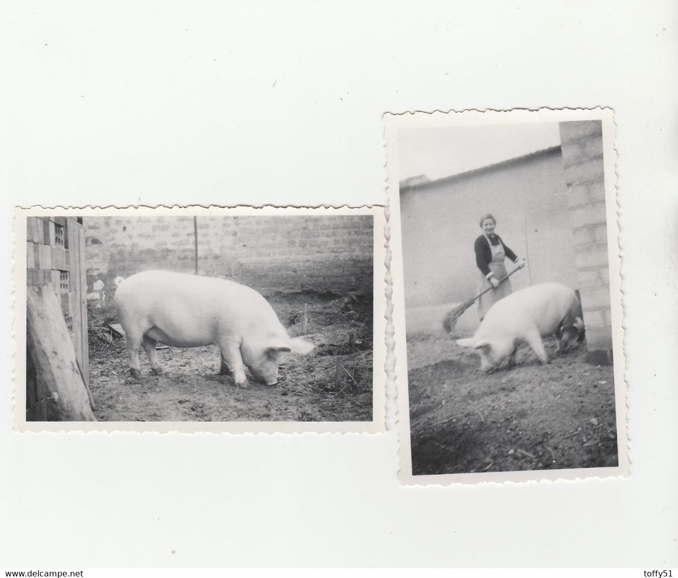 2 PHOTO (11x6.5 Cm) A SITUER FEMME BALAI COCHON,UN COCHON - Other & Unclassified