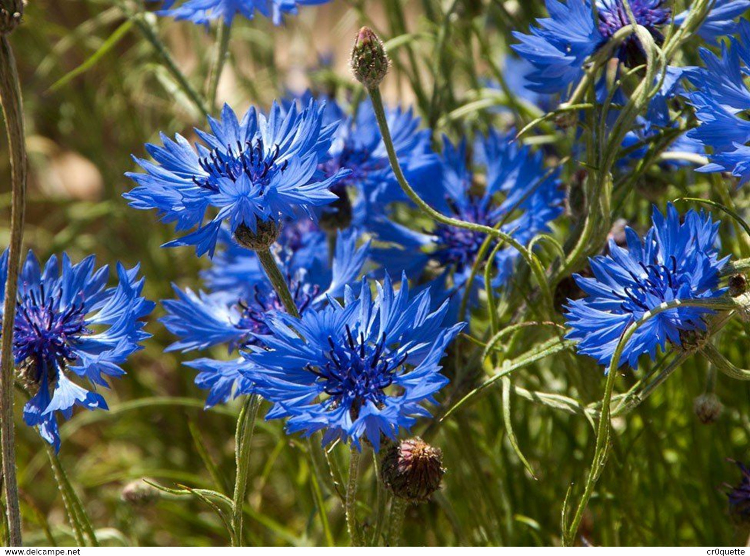 VERITABLES GRAINES DE BLEUET SAUVAGE - Sonstige & Ohne Zuordnung