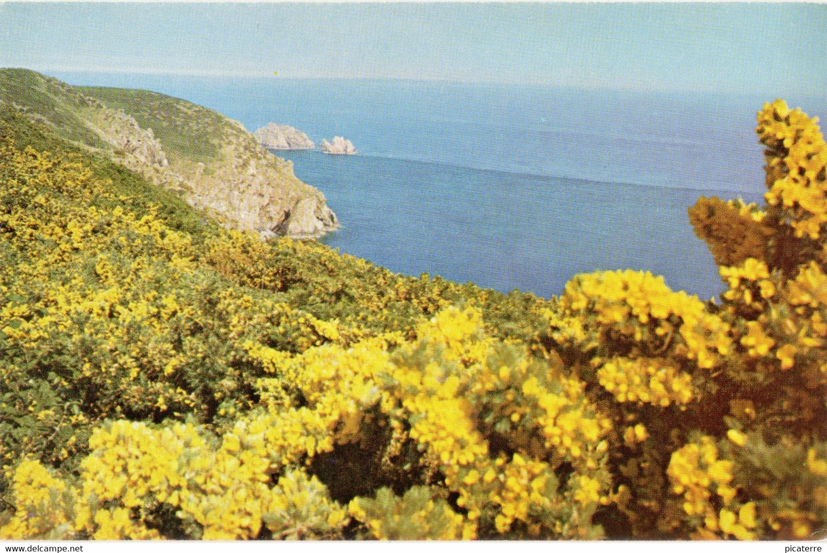 C1970-Gorse On The South Coast, Alderney,Channel Islands (pub. States Of Alderney) -ile Aurigny - Alderney