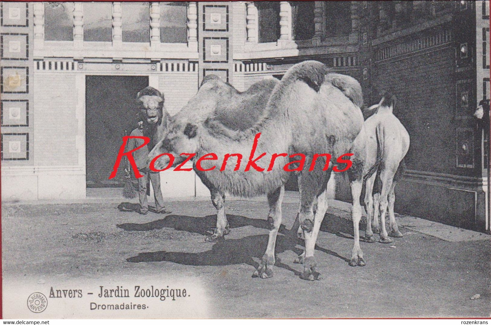 Antwerpen 1911 Dromadaires Kameel Camel Dierentuin Zoo Jardin Zoologique Tiergarten Anvers CPA - Antwerpen