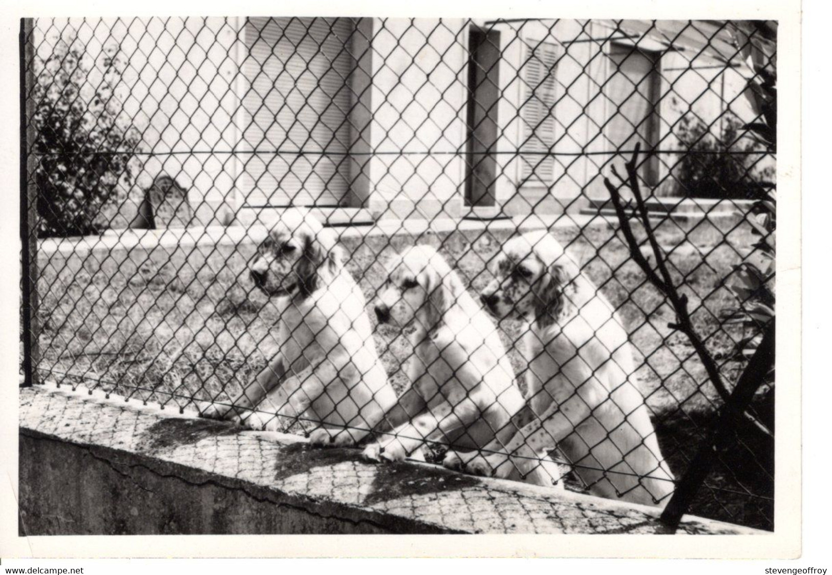 Photo Animaux Chien Canin Chiot Exterieur Jardin Grillage Groupe  10x7cm - Andere & Zonder Classificatie