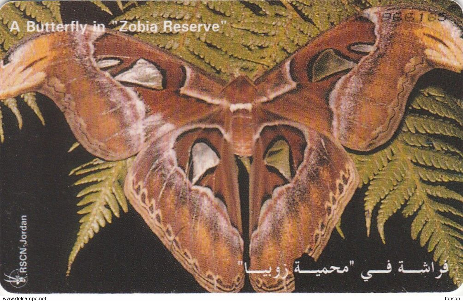 Jordan, JO-ALO-0046, Butterfly - Attacus Atlas, 2 Scans. - Jordanie