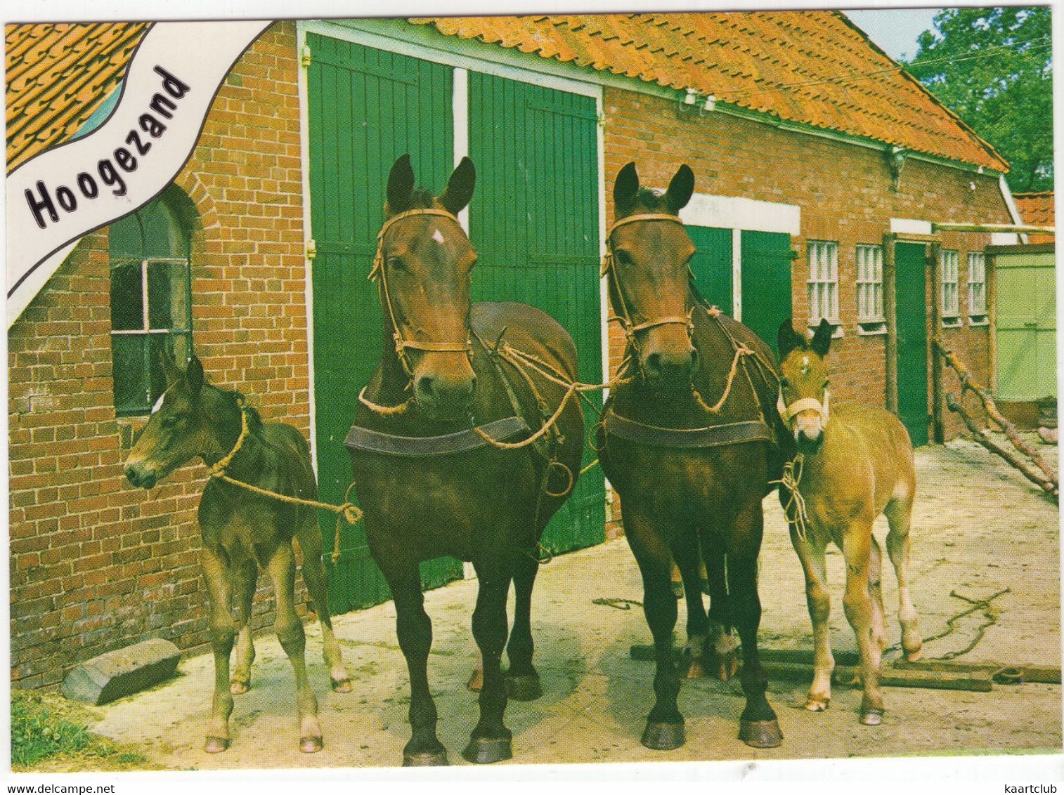 Hoogezand - Boerderij Met Paarden En Veulens - (Groningen) - Hoogezand
