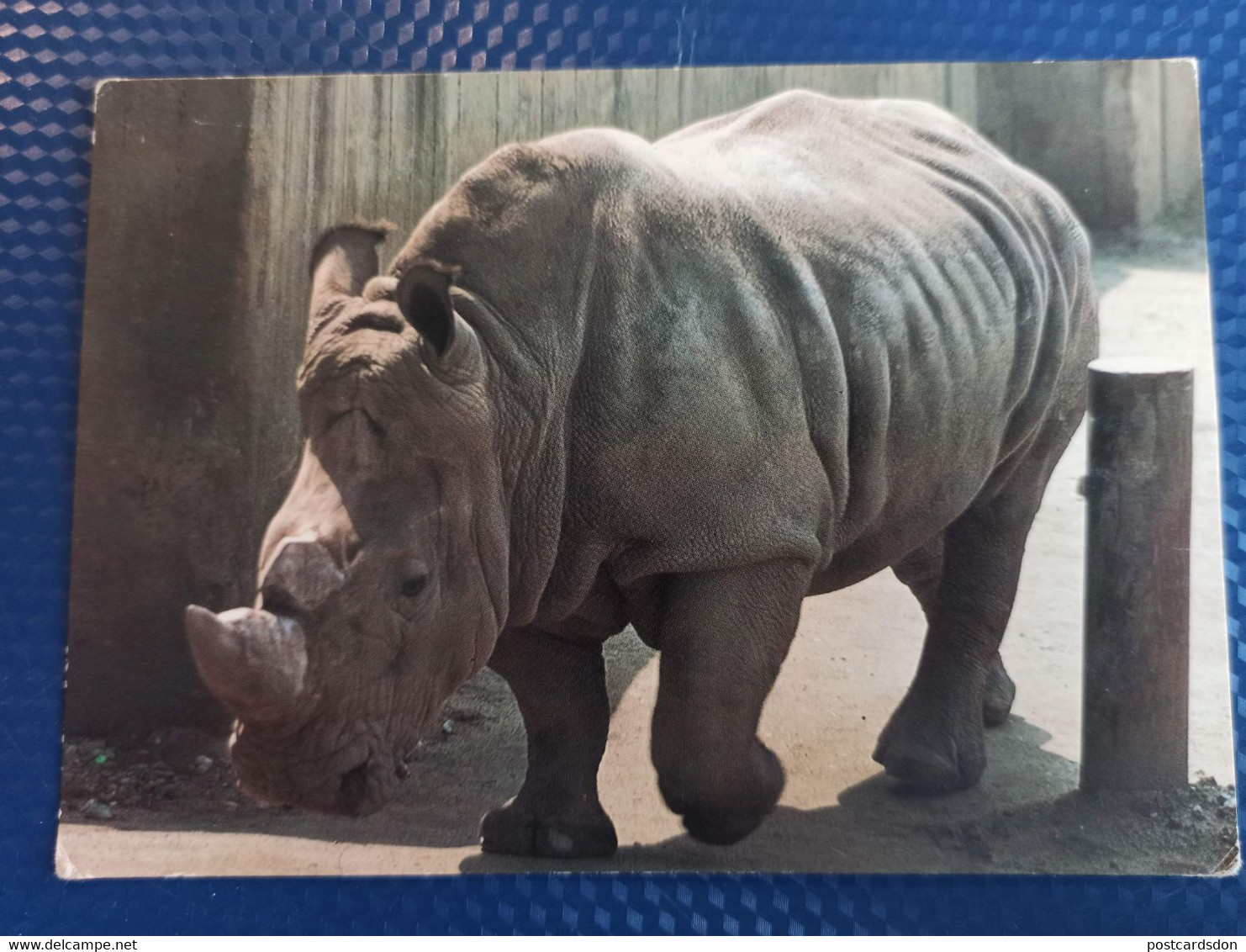 Bratislava ZOO .  Rhino 1970s Postcard - Rhinoceros