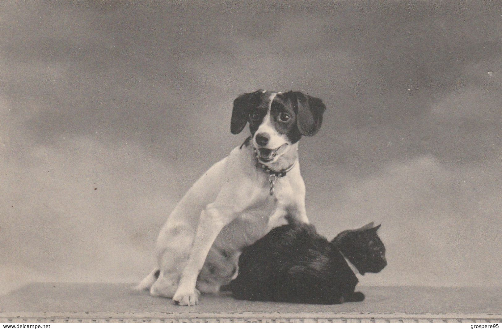 CHIEN ET CHAT SERIE 184 1908 - Hunde
