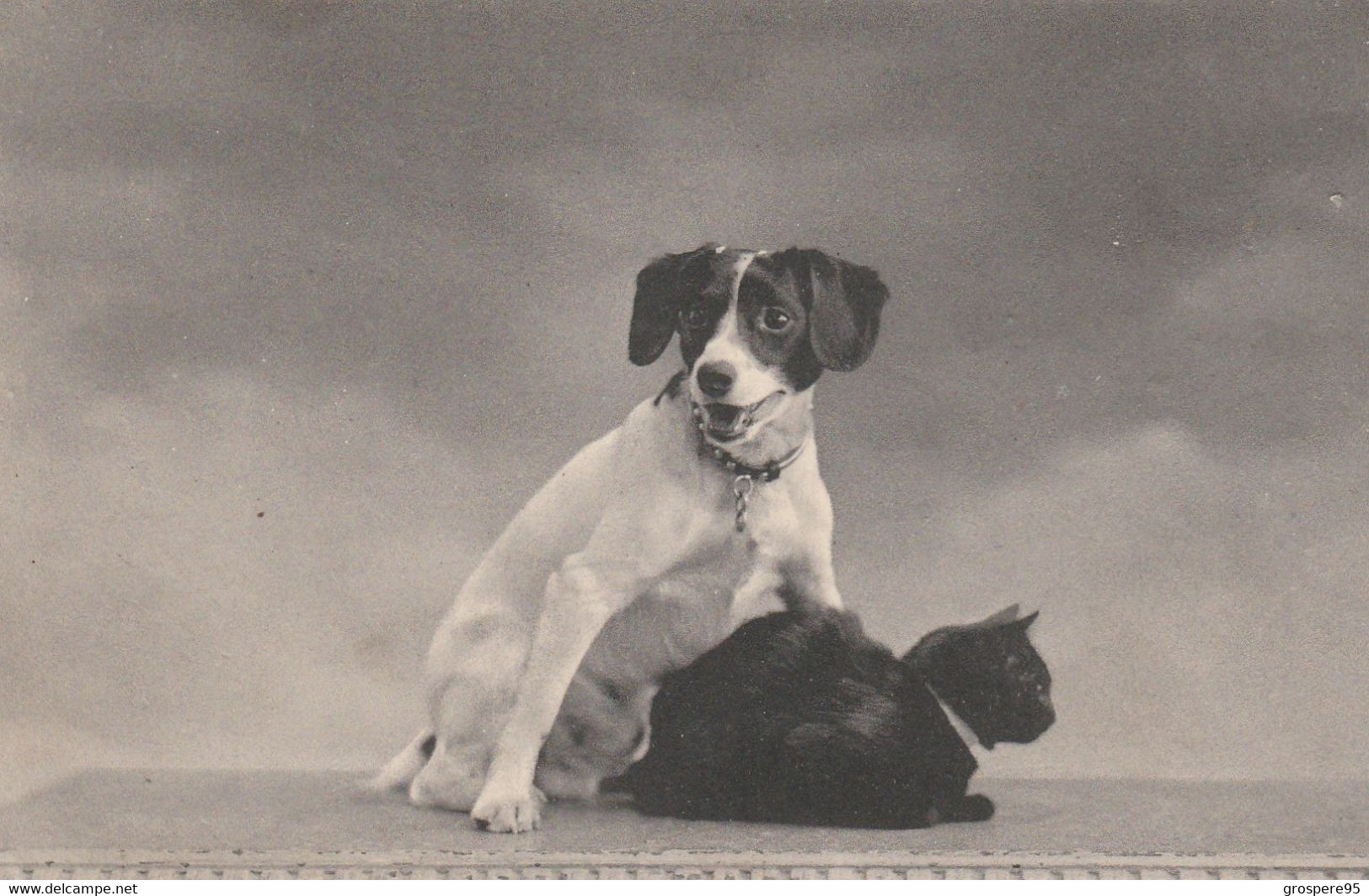 CHIEN ET CHAT SERIE 184 1908 - Perros