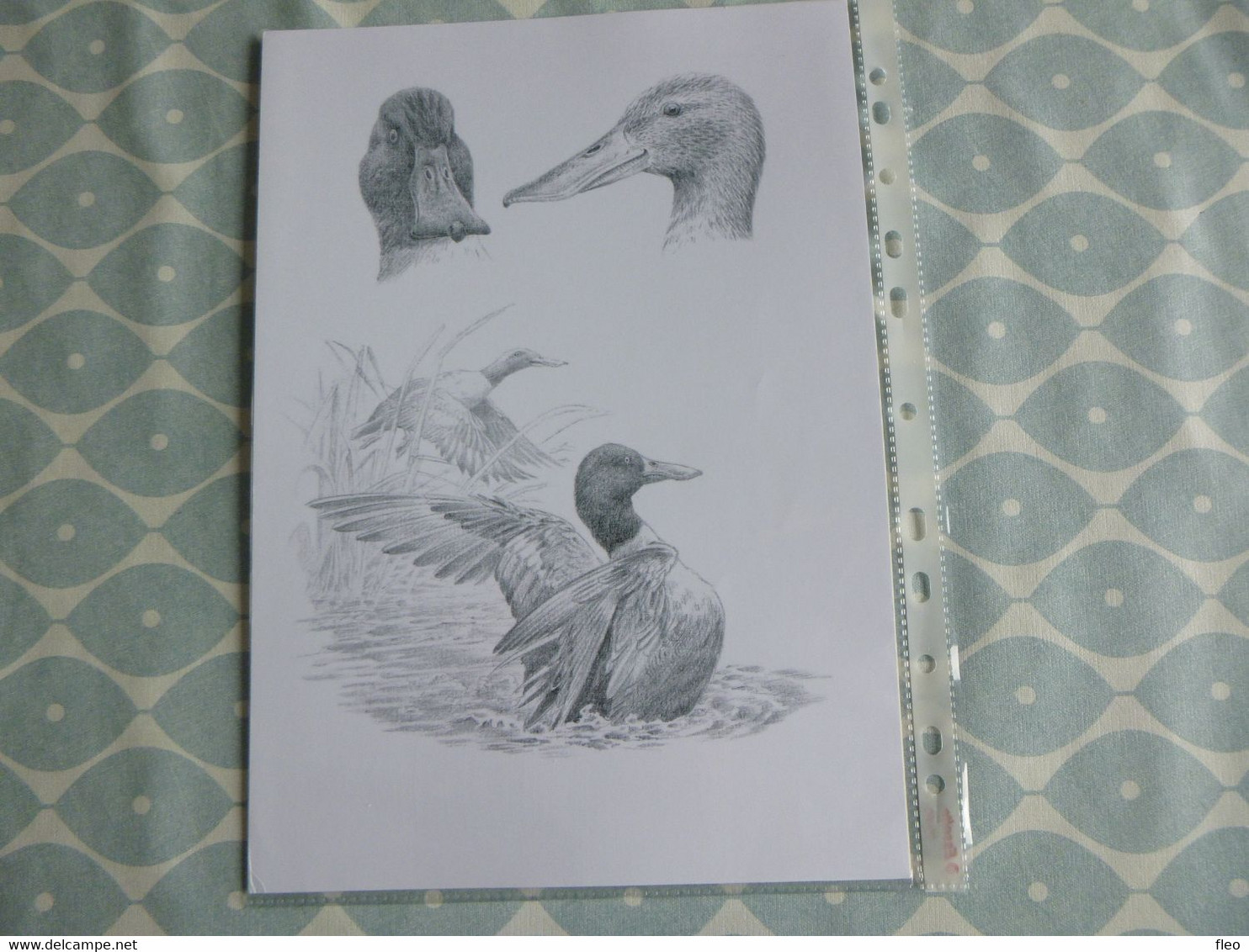 BEAUTIFUL "BUZIN" DRAWING ON A4 FORMAT - 1985-.. Vogels (Buzin)