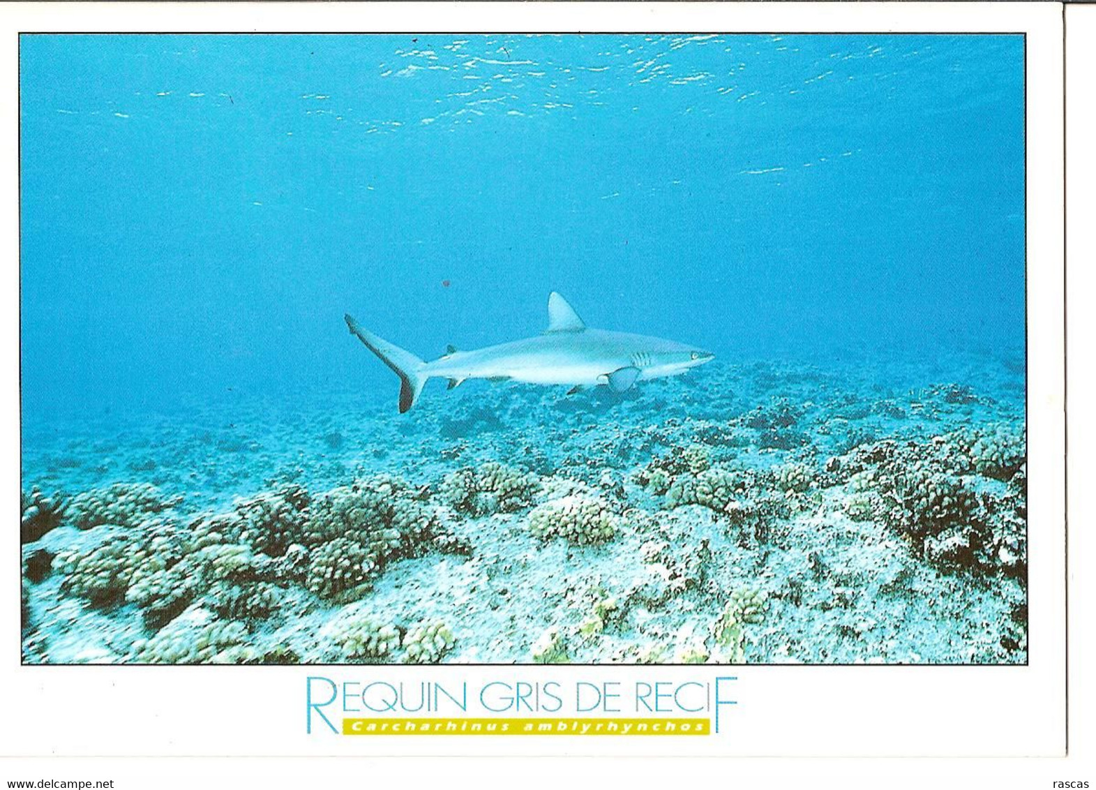 CPM - MUSEE OCEANOGRAPHIQUE DE MONACO - REQUIN GRIS DE RECIF - Poissons Et Crustacés