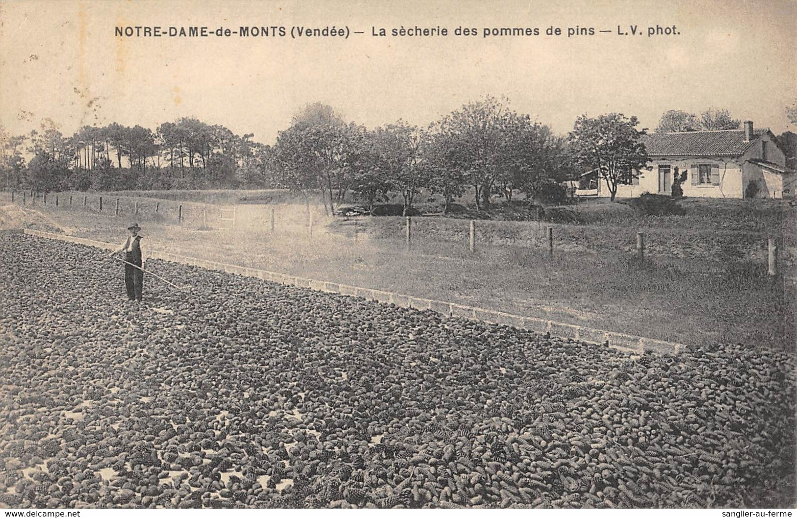 CPA 85 NOTRE DAME DE MONT LA SECHERIE DES POMMES DE PINS - Sonstige & Ohne Zuordnung