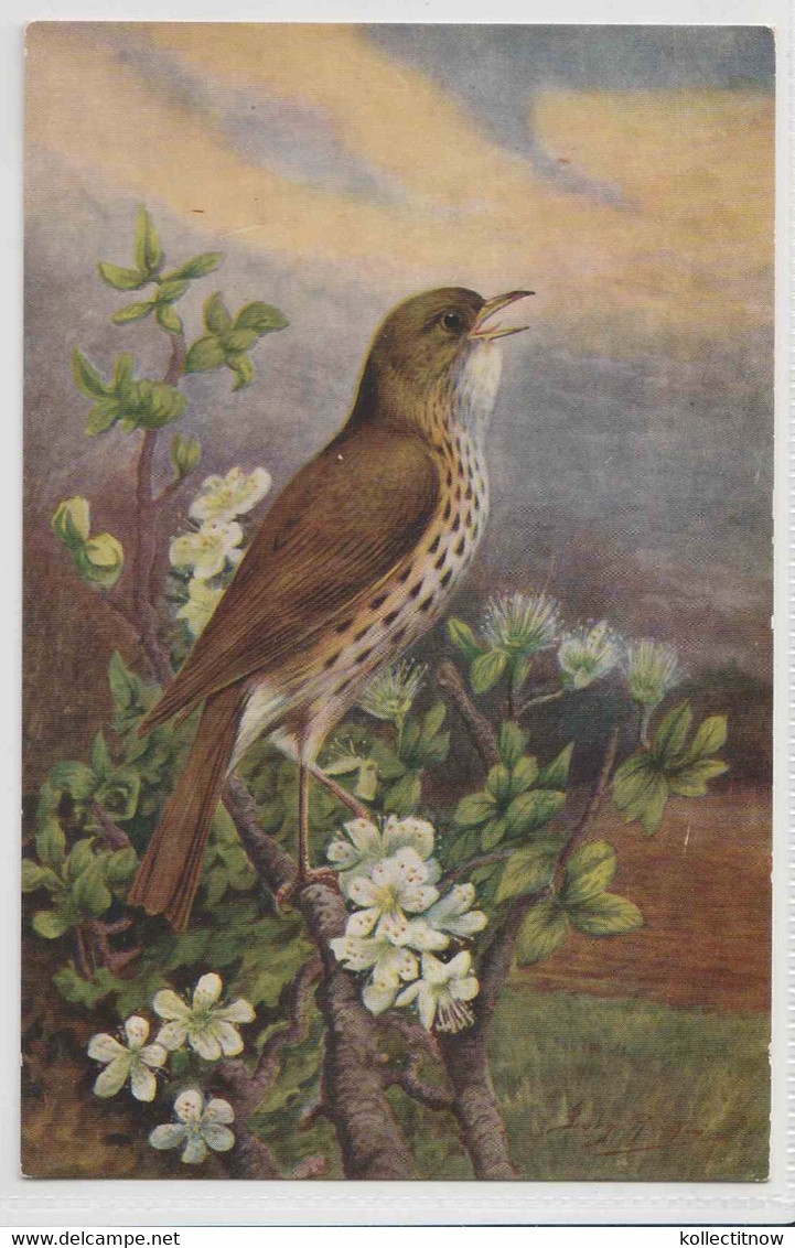 SONG THRUSH - Uccelli