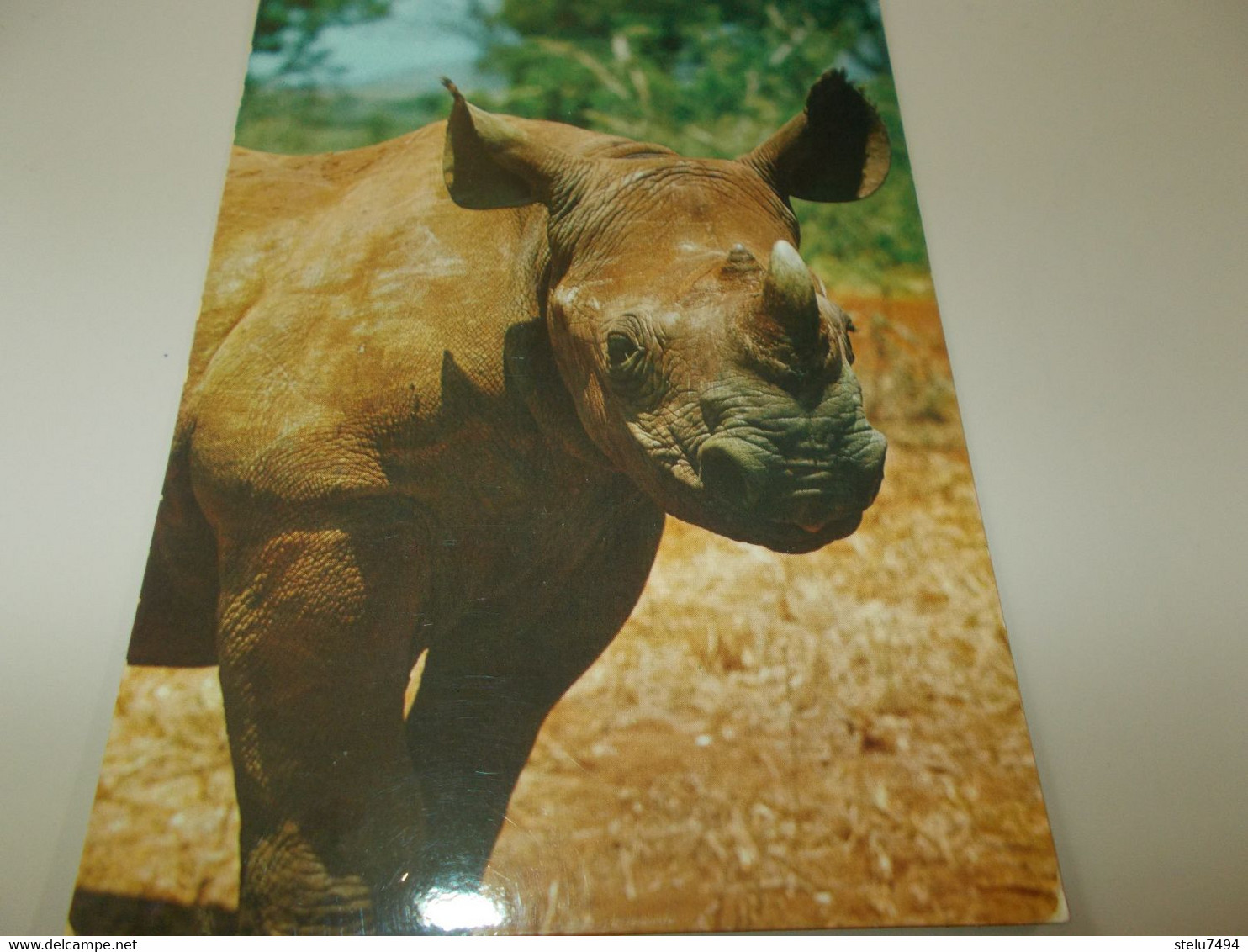 B788  Rinoceronte Viaggiata Pieghine Angoli - Neushoorn