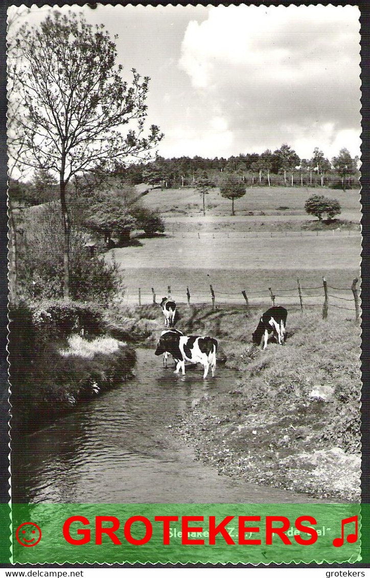 SLENAKEN In De Del Koeien In Het Water / Vaches Dans L’eau 1967 - Slenaken