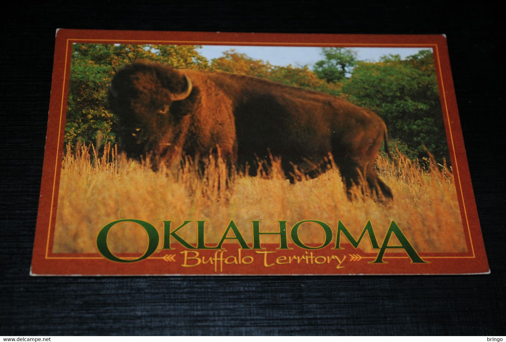29385-                   AMERICAN PLAINS BISON, OKLAHOMA - Other & Unclassified