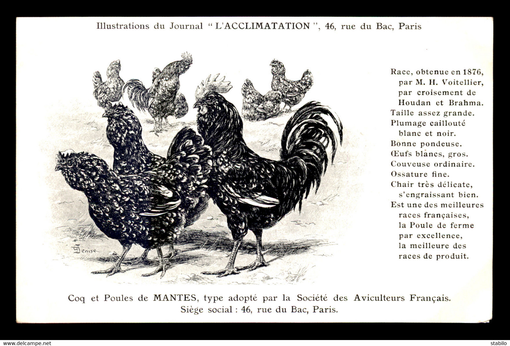 78 - MANTES-LA-JOLIE - COQ ET POULES DE MANTES TYPE ADOPTE PAR LA SOCIETE DES AVICULTEURS FRANCAIS - CARTE ILLUSTREE - Mantes La Jolie