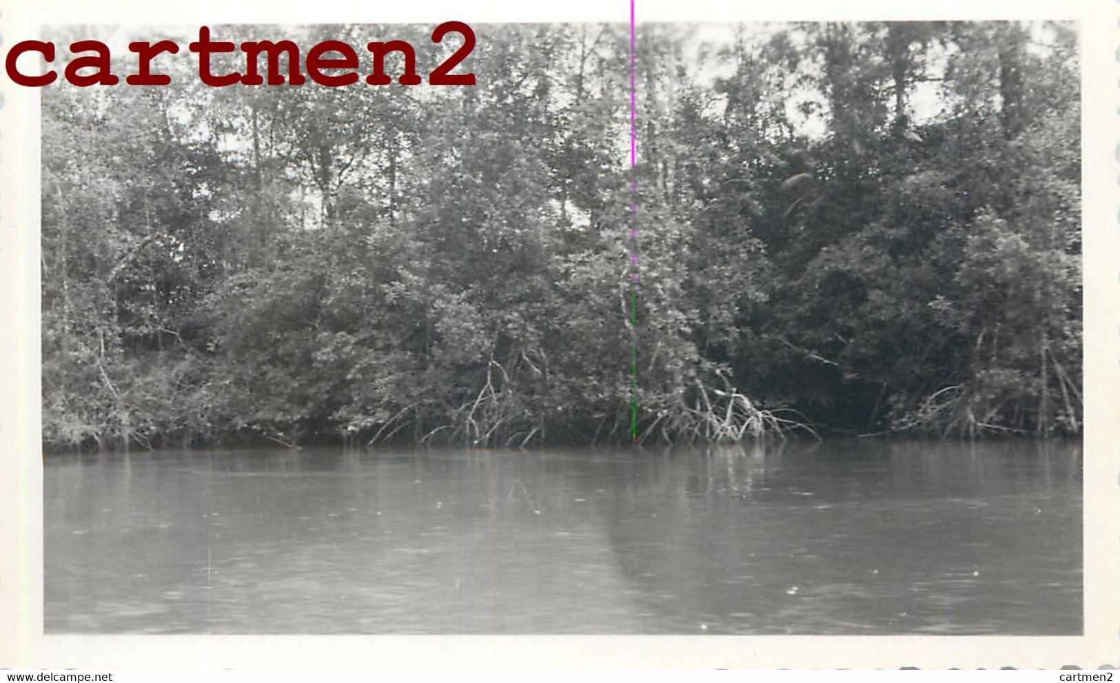 3 PHOTOGRAPHIES ANCIENNES : GUYANE CAYENNE VUE D'AVION LES RACINES DES PALETUVIERS SUR LES BORDS DE L'OYACK - Andere & Zonder Classificatie