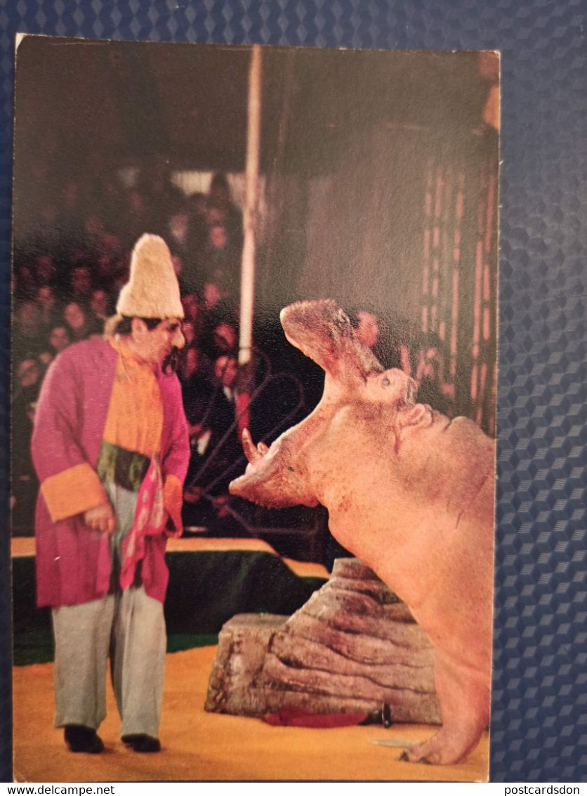 Soviet Circus. Clown From Armenia Stepan Isaakyan With Hippo. 1975 - Ippopotami
