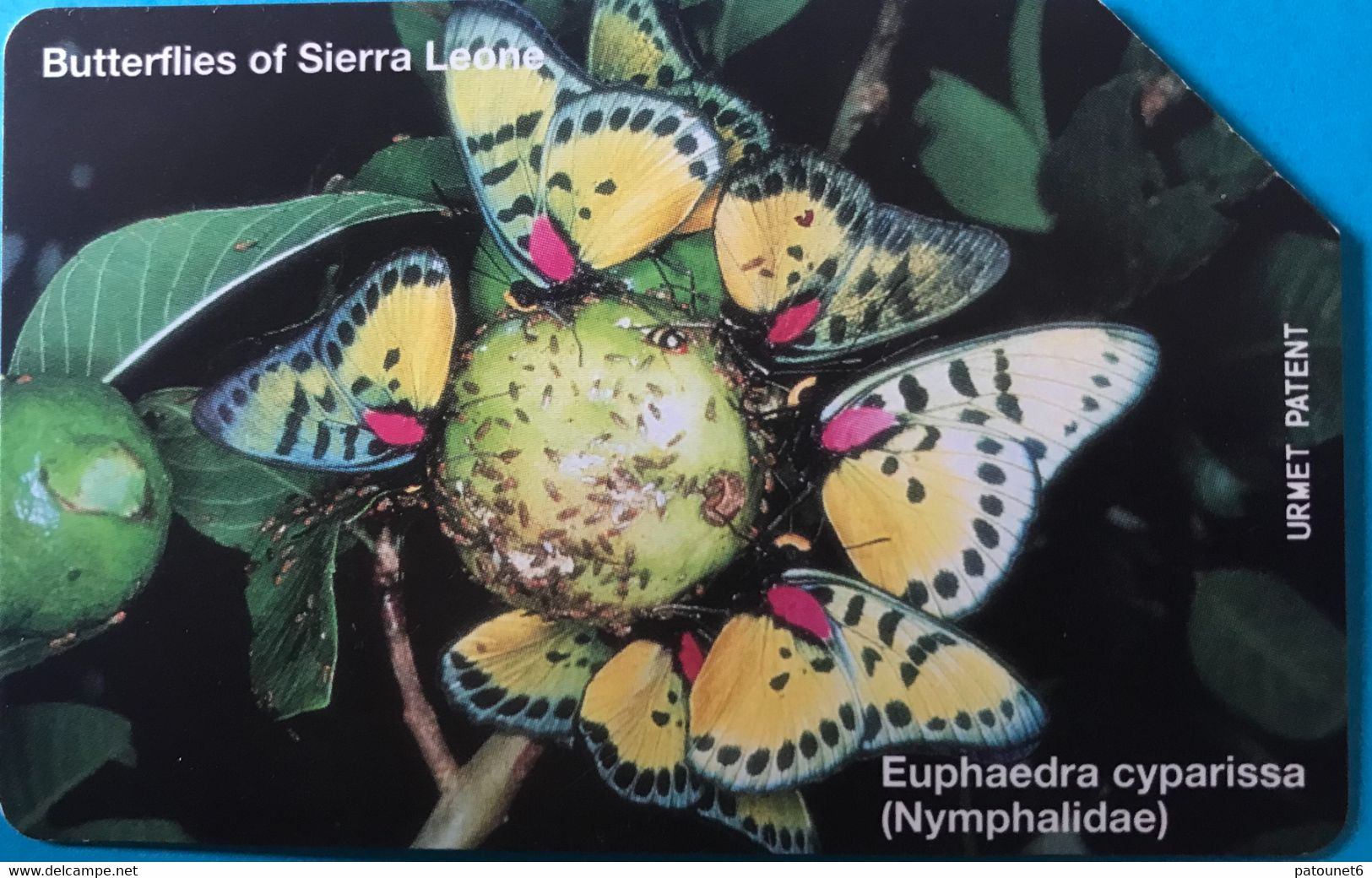 SIERRA-LEONE - Phonecerd - Euphaedra Cyparissa  -  100 Units - Sierra Leone