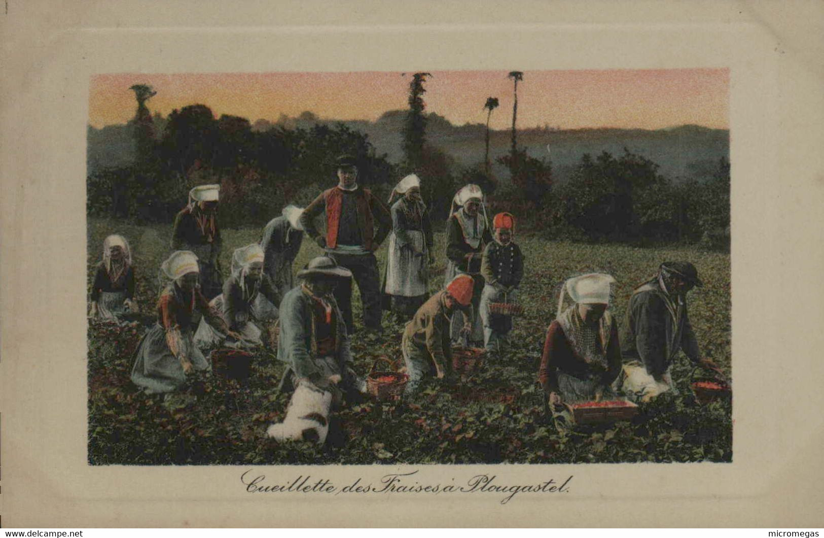 29 - Cueillette Des Fraises à PLOUGASTEL - Plougastel-Daoulas