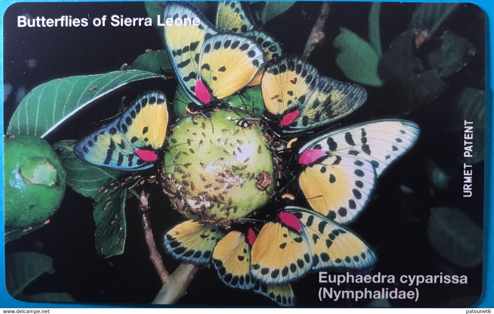 SIERRA-LEONE - Phonecerd - Euphaedra Cyparissa  -  100 Units - Sierra Leona