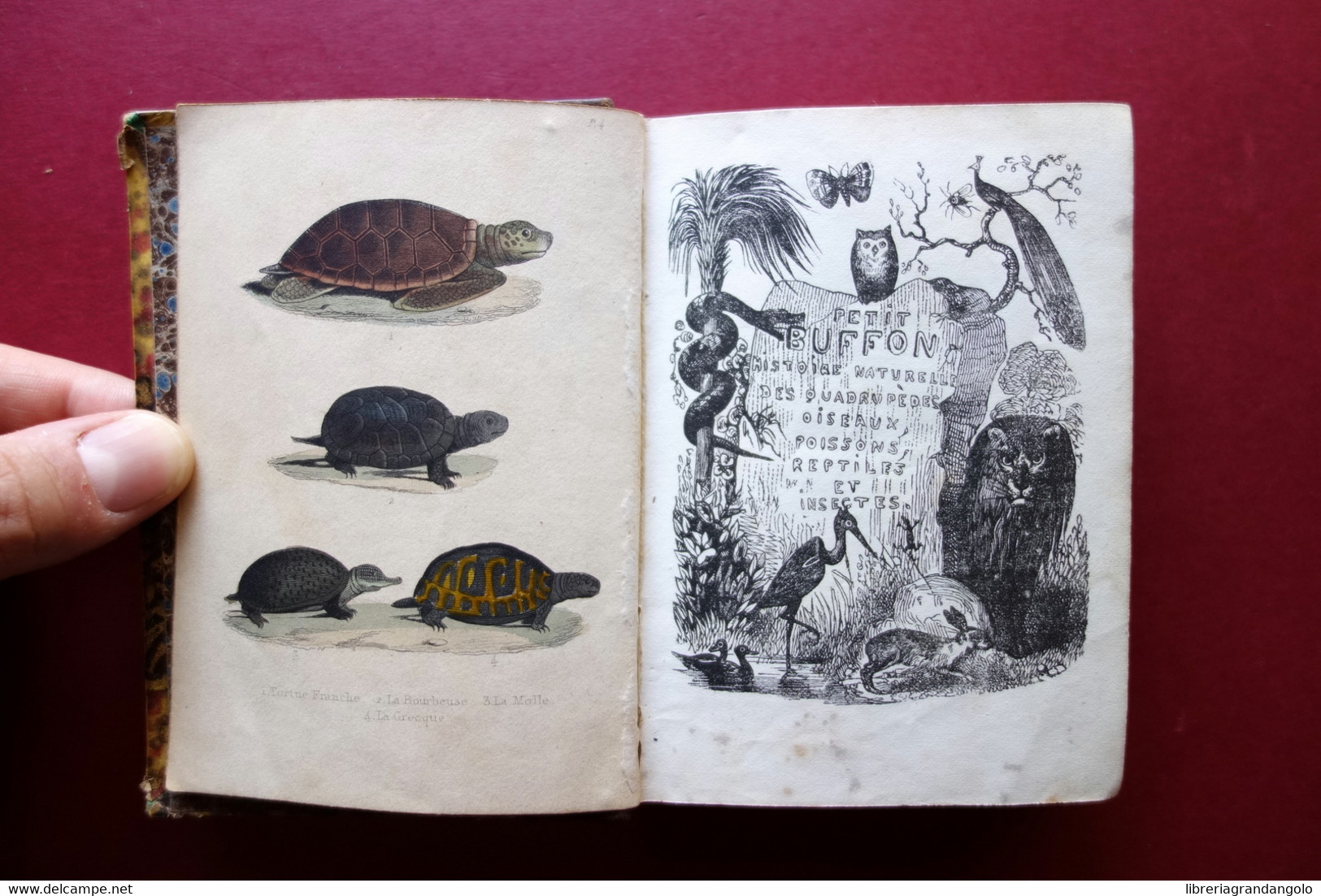 Petit Buffon Illustré Volume III Reptiles Didier Paris 1841 Storia Naturale - Unclassified