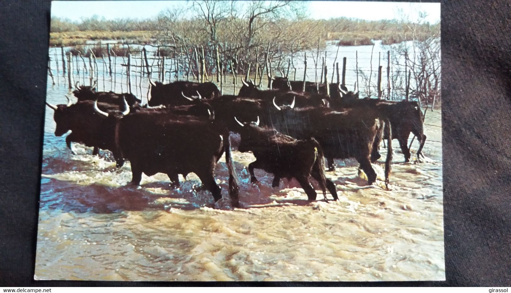 CPSM TAUREAU TAUREAUX MANADE EN CAMARGUE ED SL 1978 - Tauri