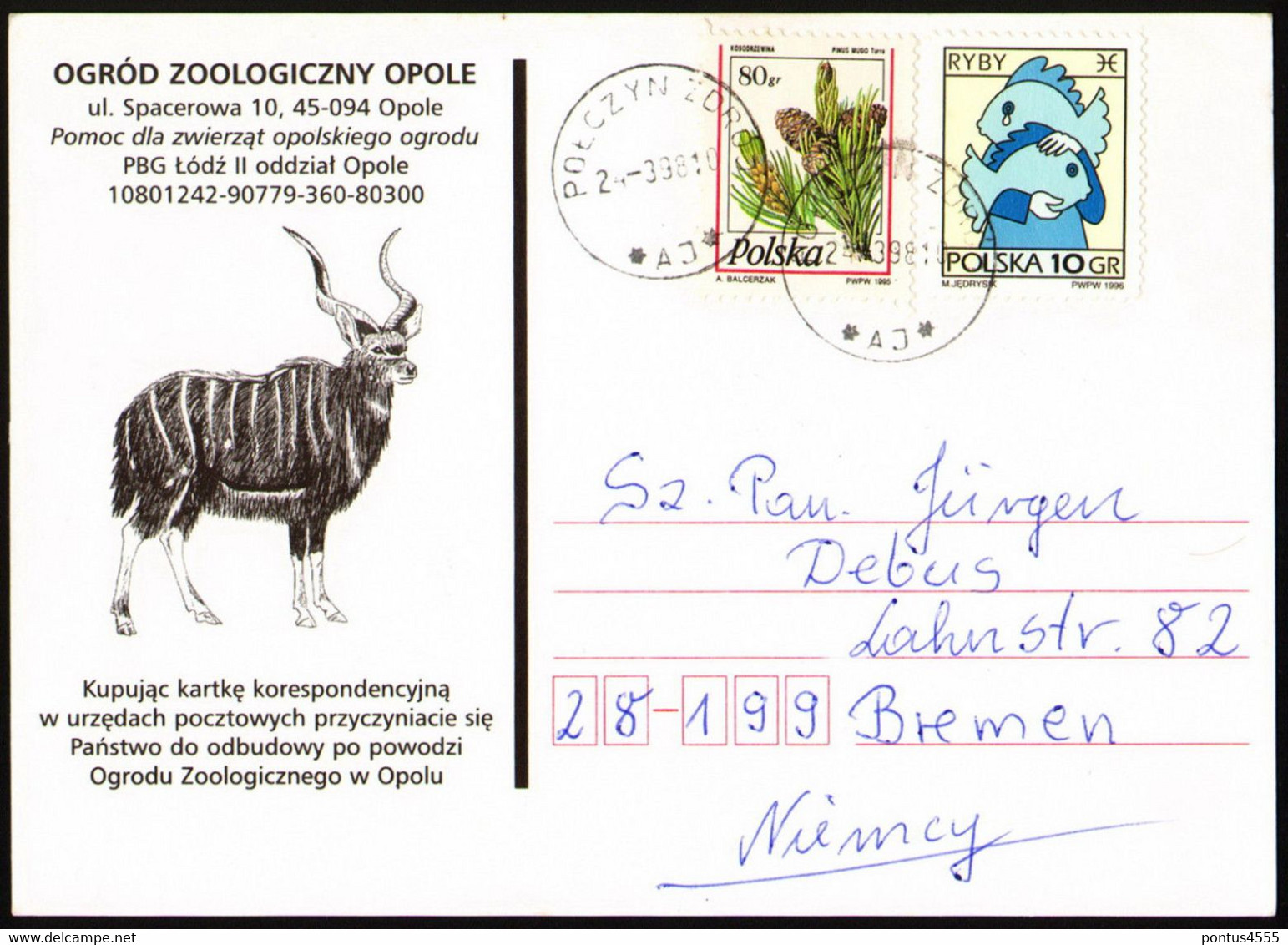 Poland Postcard "Opole Zoological Garden" - Zebras