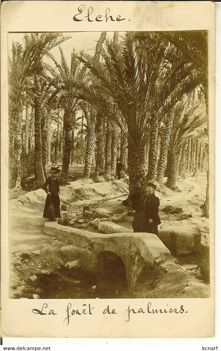 CP Photo De ELCHE " La Fôret De Palmiers " - Alicante