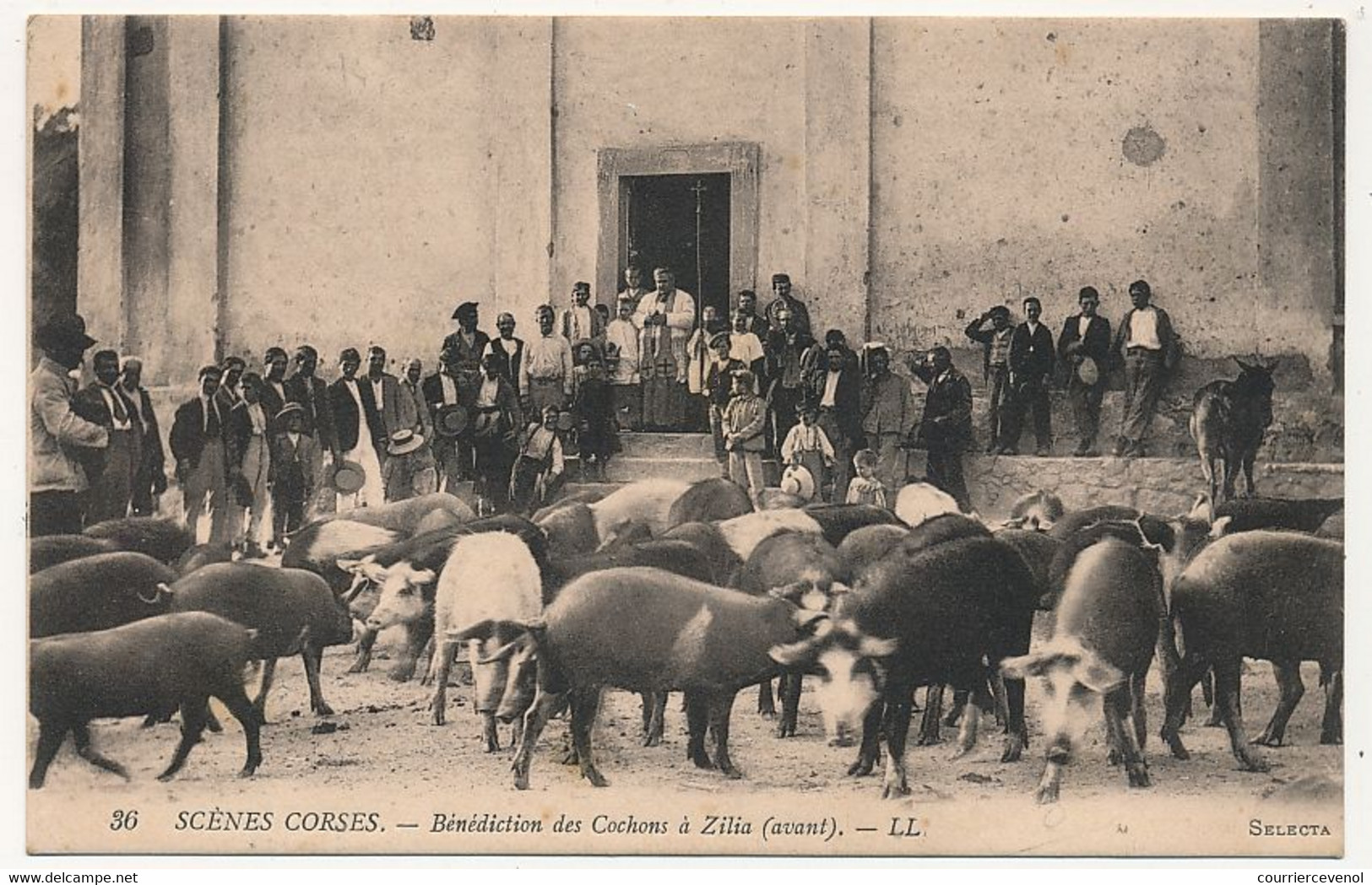 CPA - ZILIA (Corse Du Sud) - Bénédiction Des Cochons à Zilia (avant) - Other & Unclassified