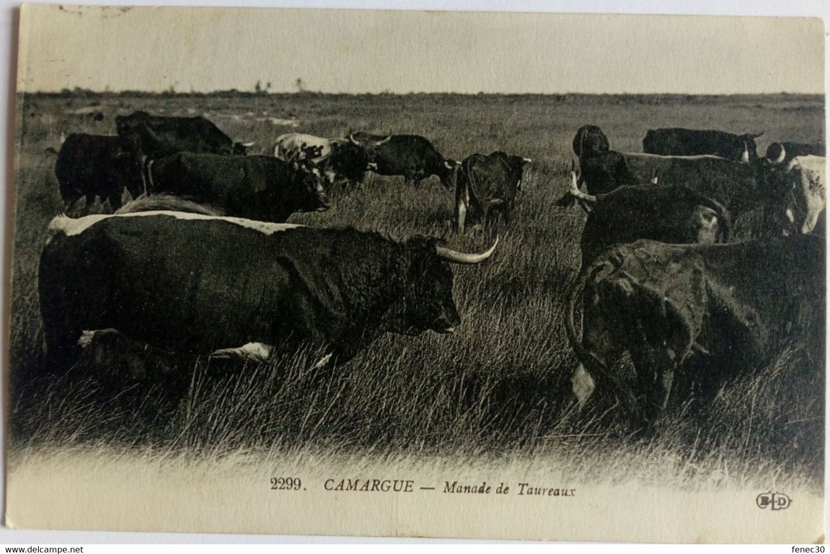 Camargue Manade De Taureaux Rare - Taureaux