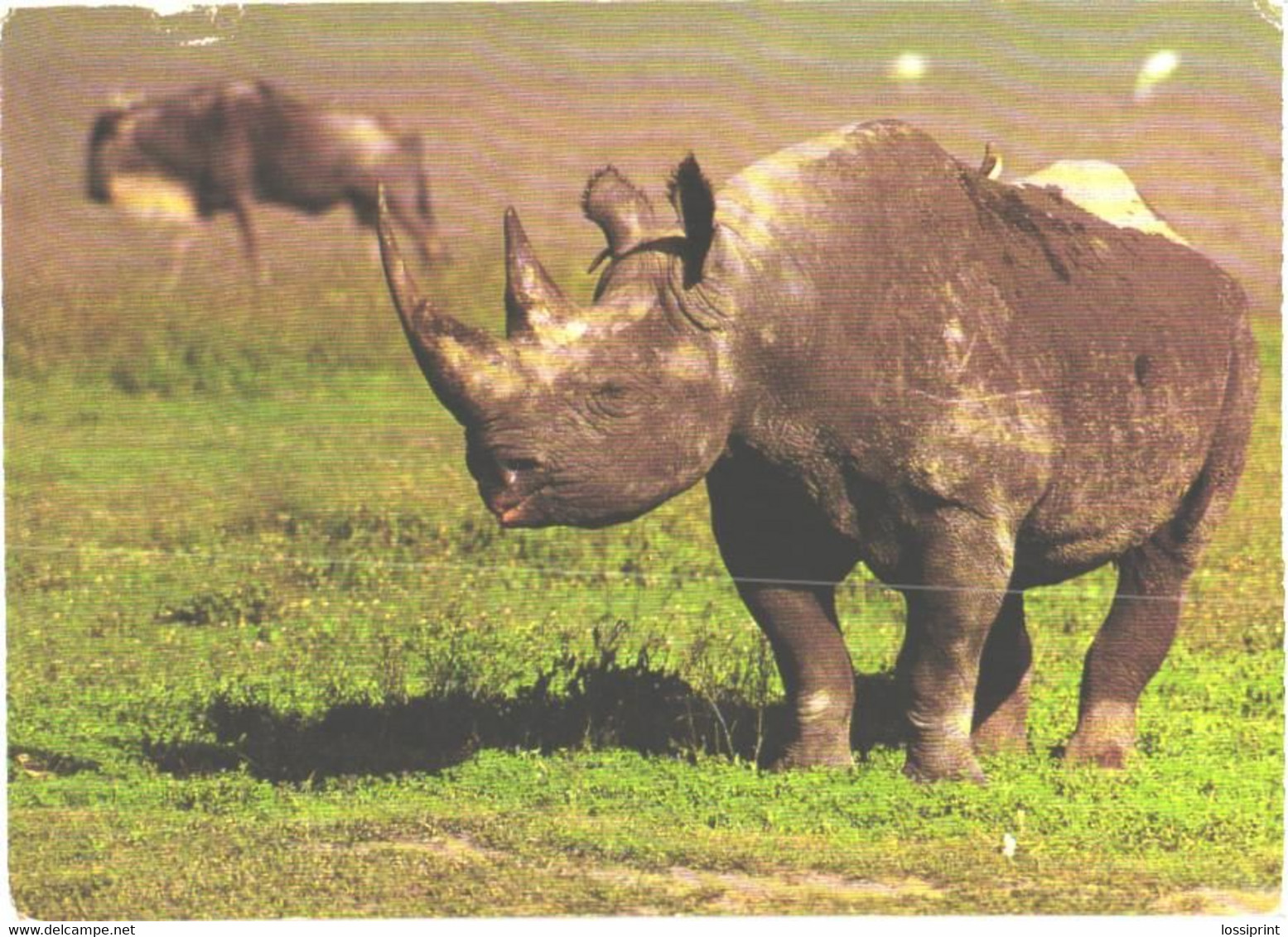 Walking Rhinoceros - Rhinoceros
