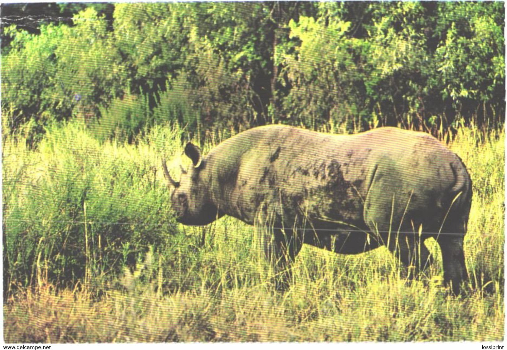 Walking Rhinoceros - Rhinocéros
