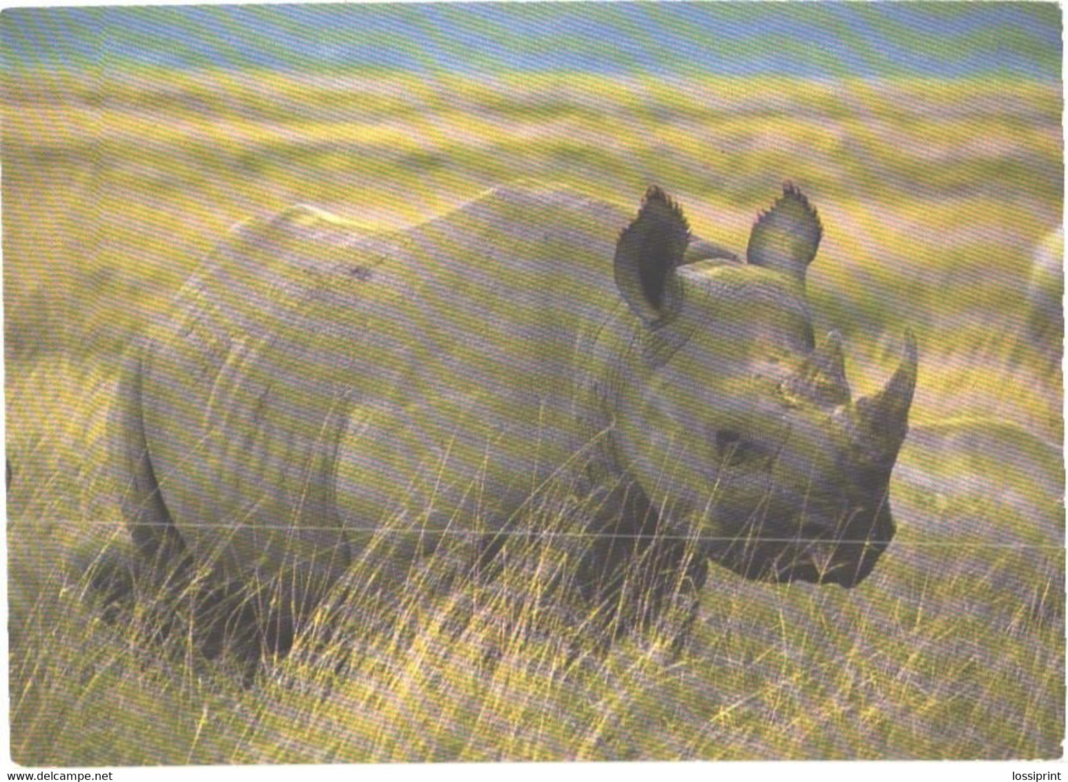 Walking Rhinoceros In Ngorongoro Crater - Rhinozeros