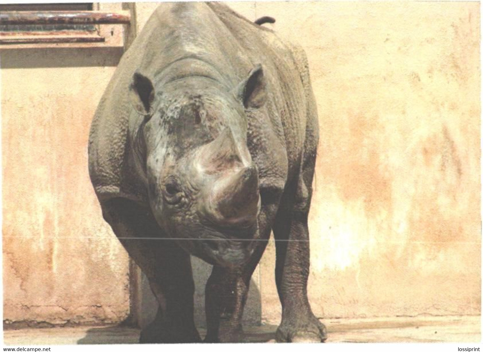 Rhinoceros In Zoo - Rhinoceros