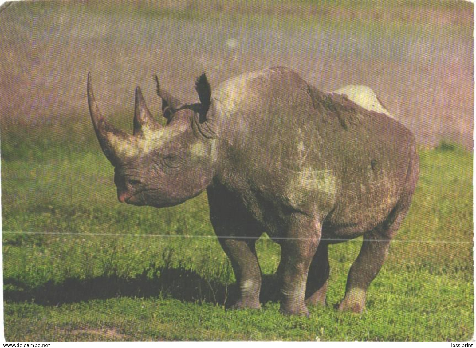 Rhinoceros On Field - Rhinoceros