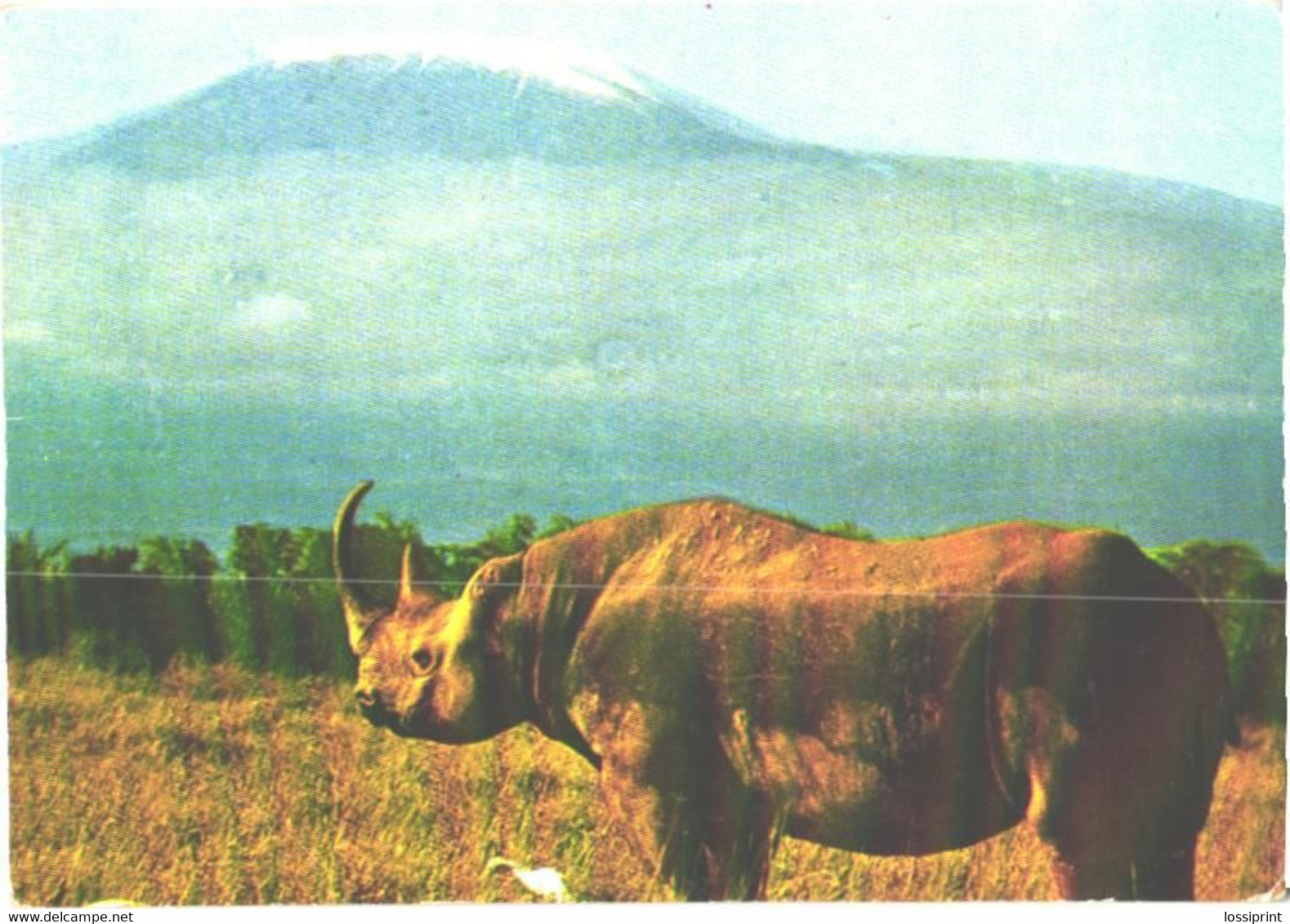 Rhinoceros And Kilimanjaro Volcano - Rhinoceros