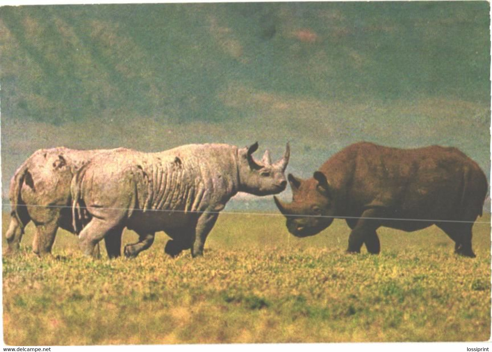 Walking Rhinoceroses In Ngorongoro Crater - Rhinocéros