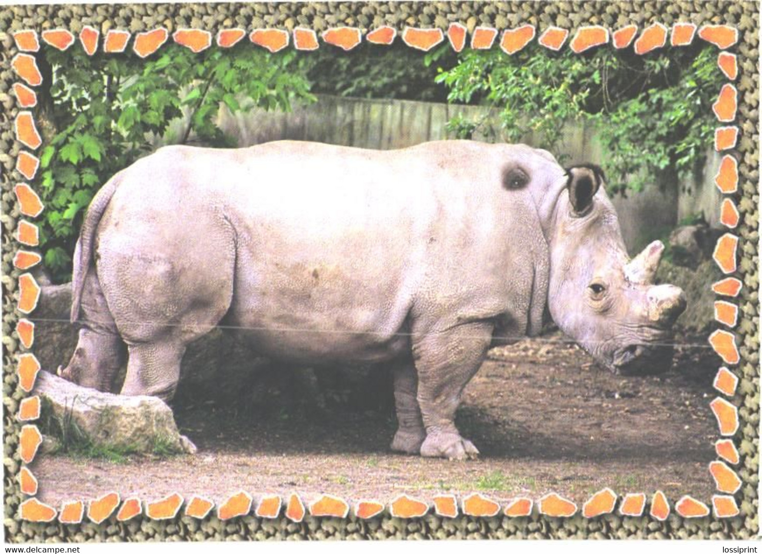 Standing Rhinoceros - Rhinocéros