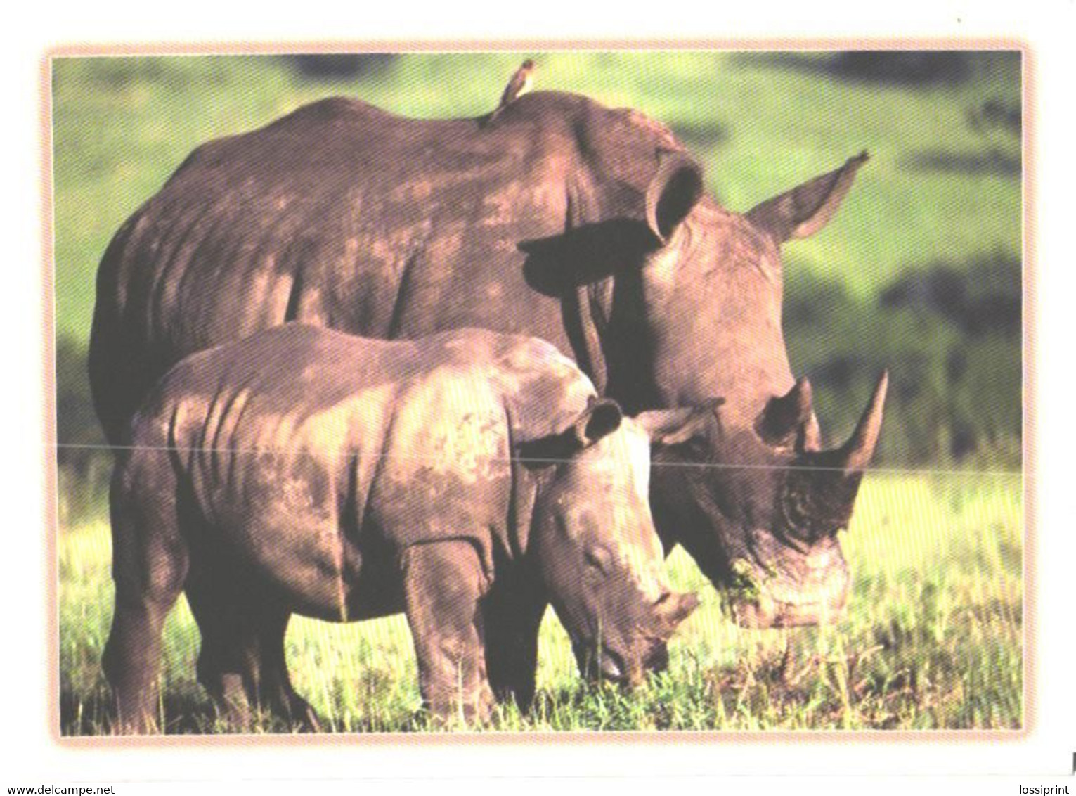 Standing Rhinoceros With Son - Rhinoceros