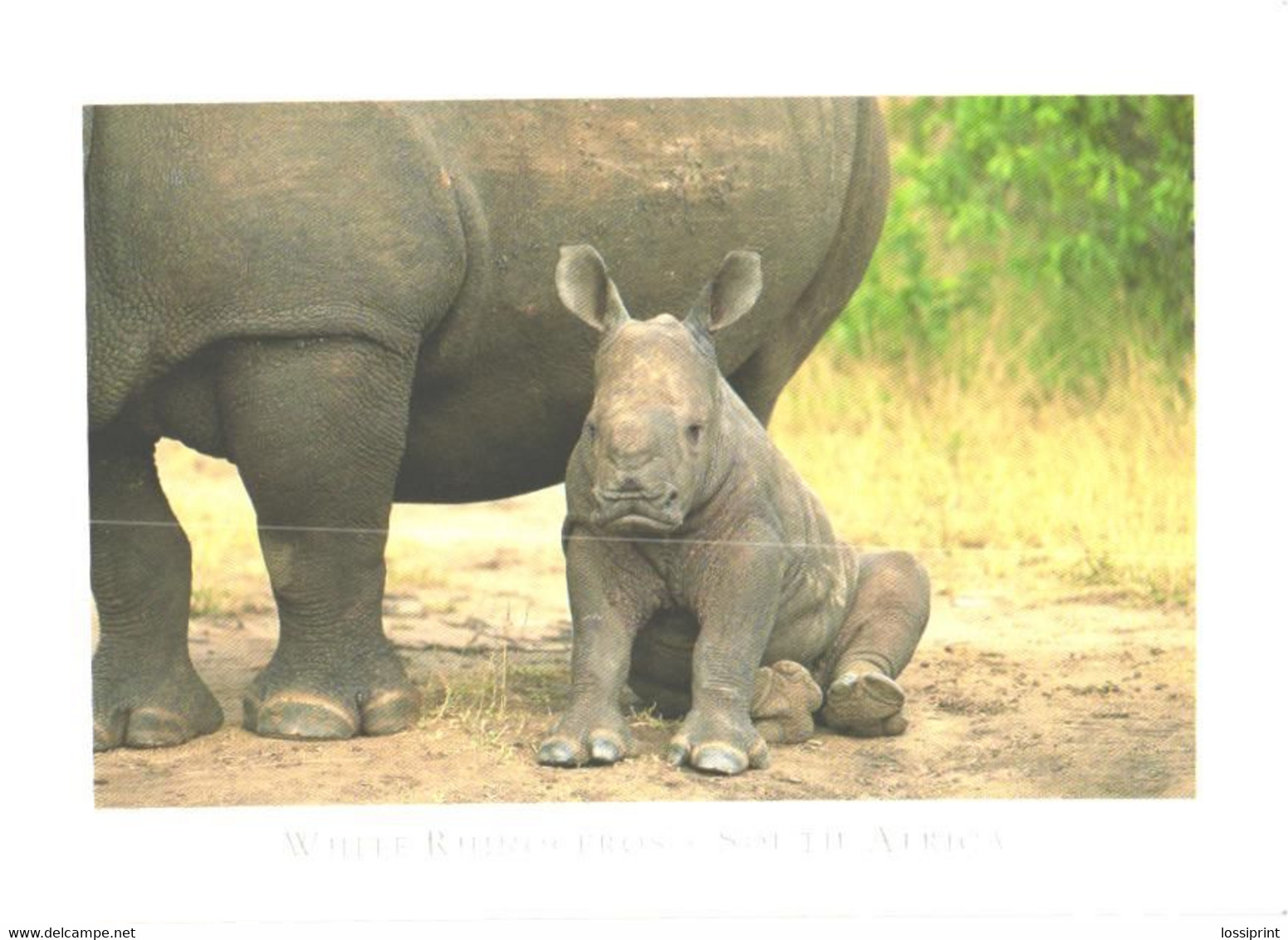 South Africa:White Rhinoceros With Son - Rhinozeros