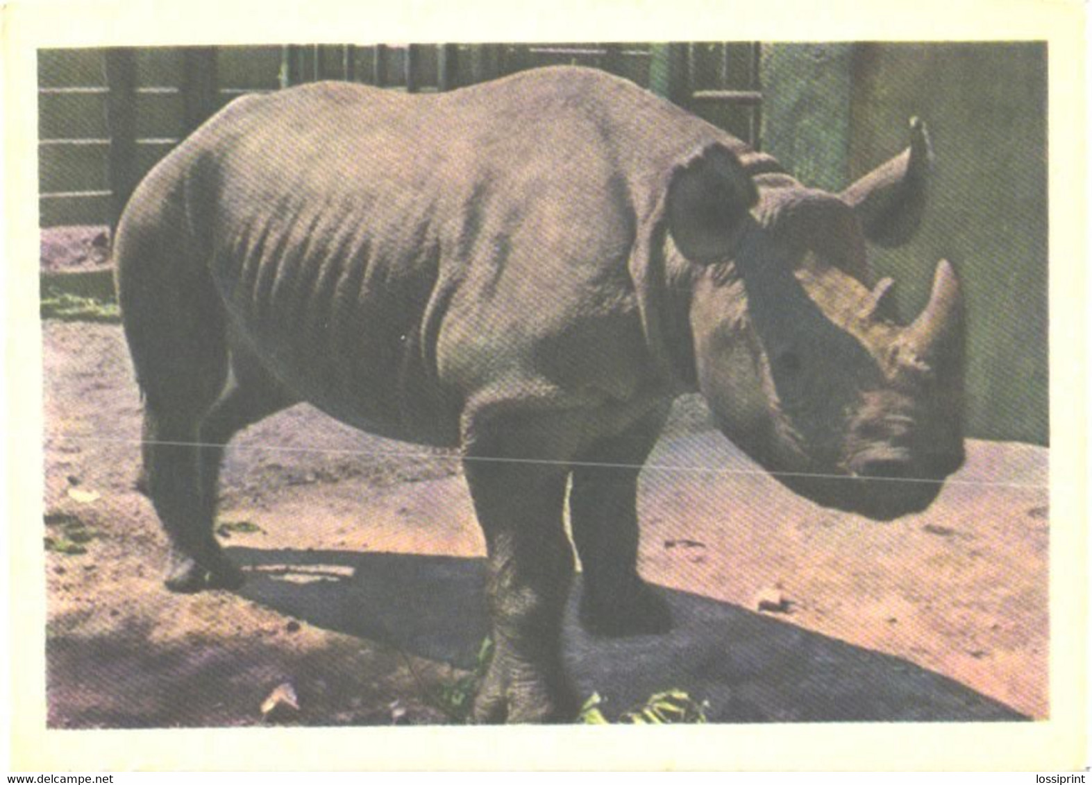 Rhinoceros In Zoo - Rhinozeros