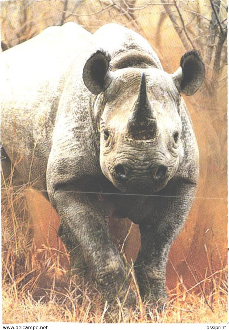 Rhinoceros Walking On Savan - Rhinoceros