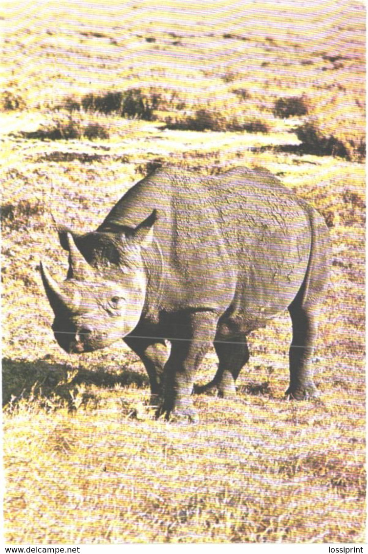 Black Rhinoceros, Diceros Bicornis - Rhinocéros