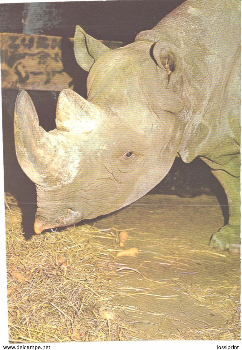 Black Rhinoceros, Diceros Bicornis, Large Size Postcard, 1989 - Rhinocéros