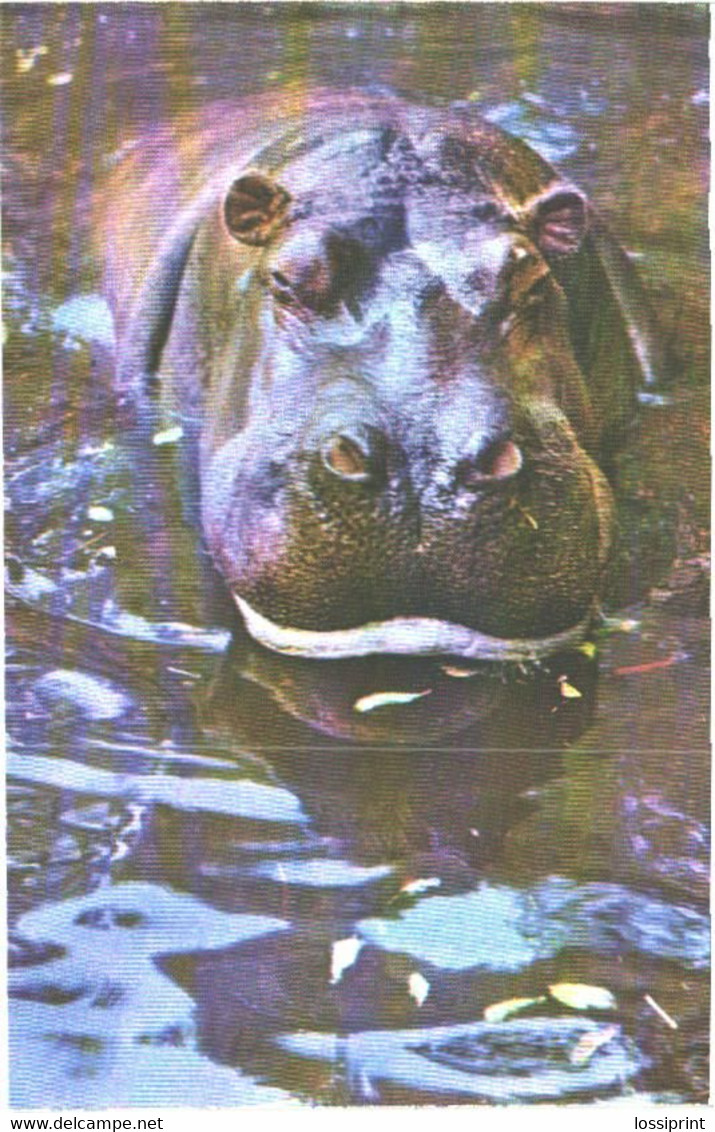 Hippopotamus In Water, 1973 - Hippopotamuses