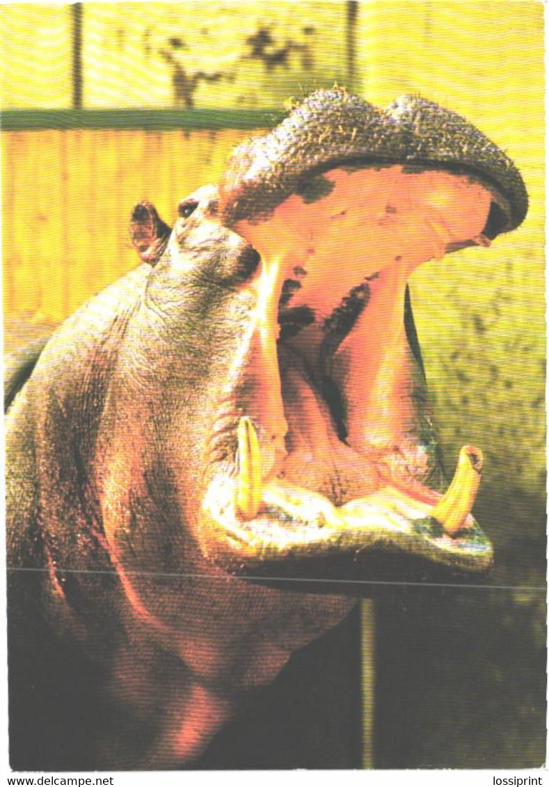 Yawning Hippopotamus, Hippopotamus Amphibius - Hippopotamuses