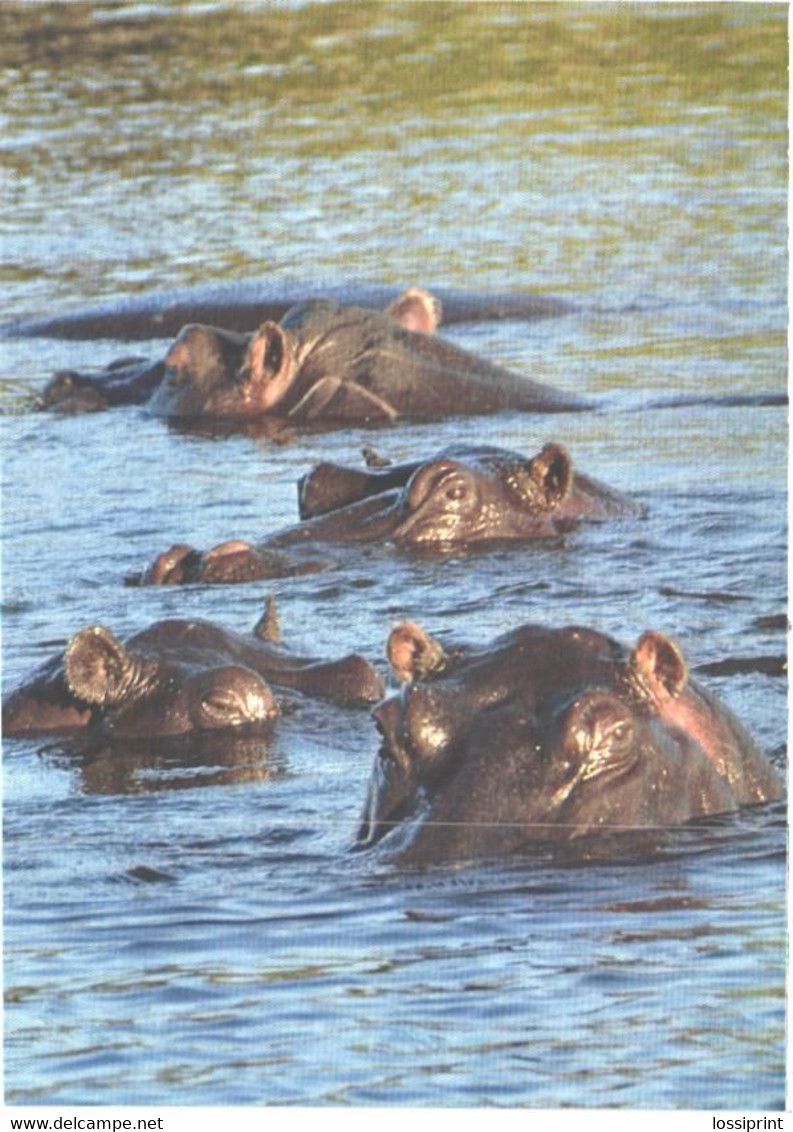 Hippopotamuses In Water - Flusspferde