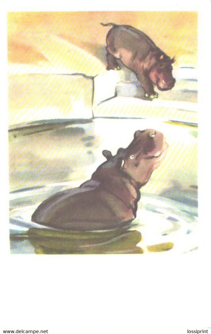 N.Stroganova:M.Aleksejev:Hippopotamuses In Zoo, 1969 - Hippopotames