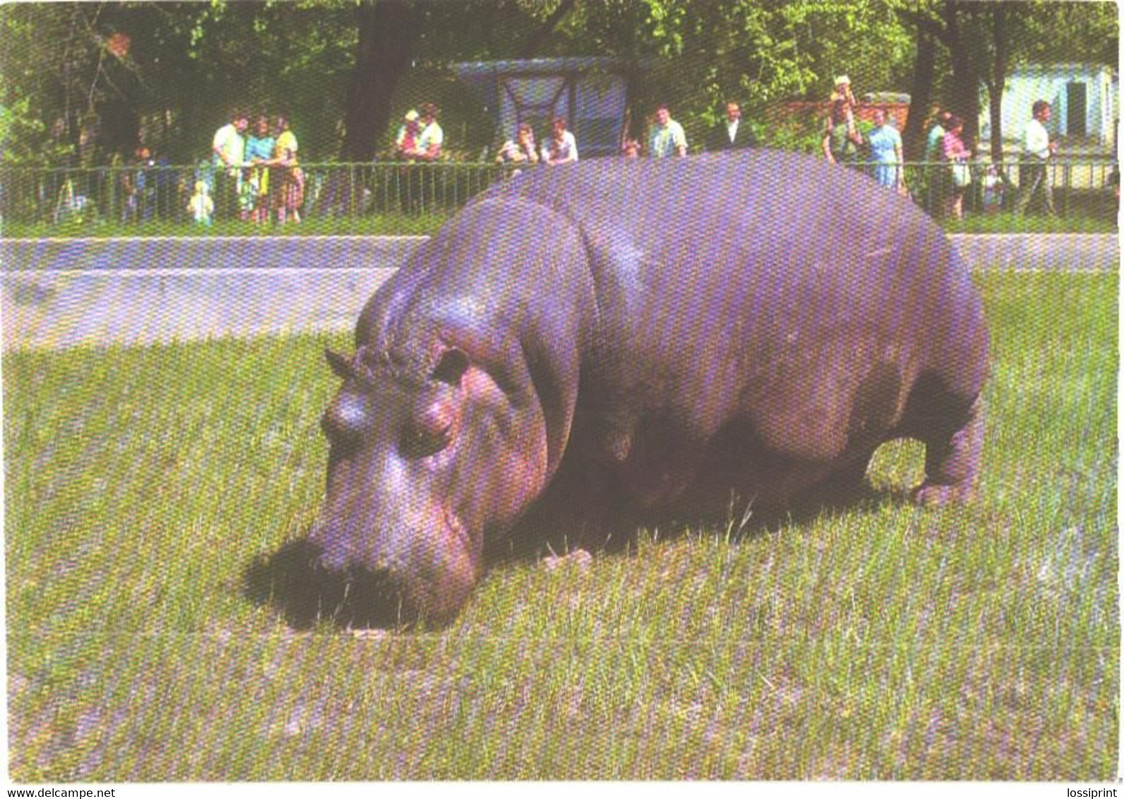 Eating Hippopotamus, 1972 - Hippopotamuses